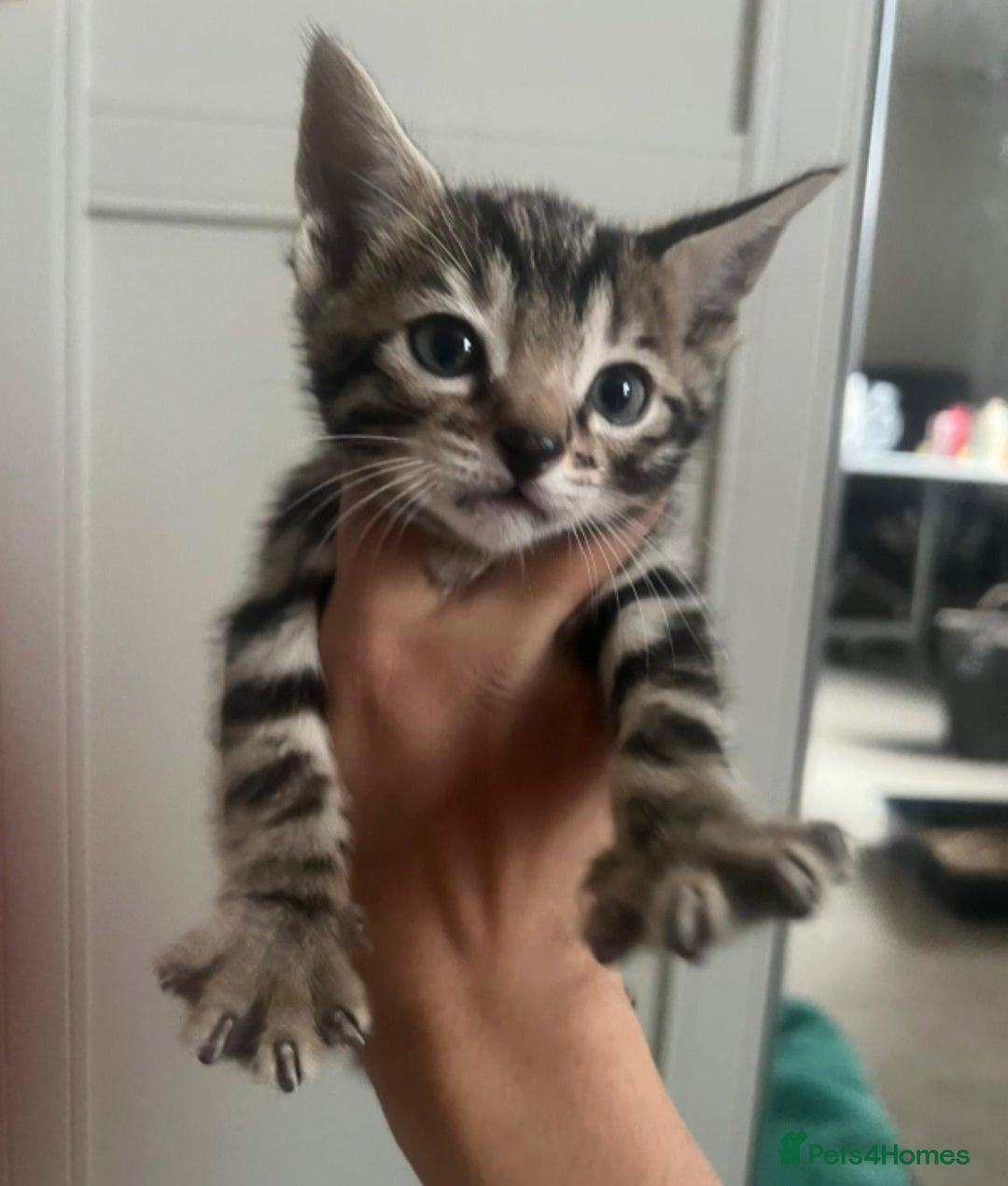 Bengal cats for sale: Stunning bengal-cross kittens for sale! - Advert 6