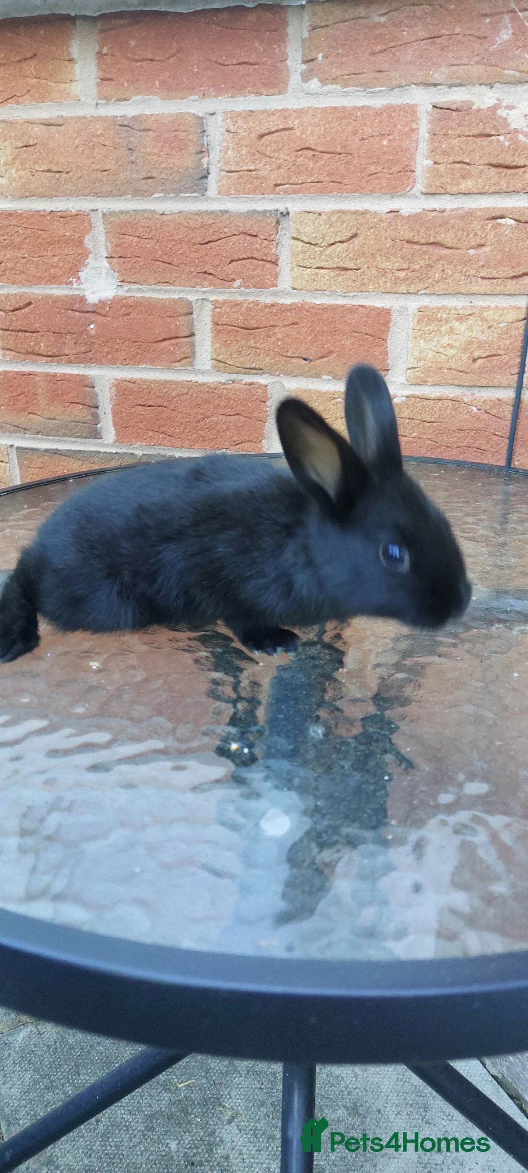 Mixed Breed rabbits for sale: Wonderful bunnies. - Advert 8
