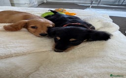 Miniature Dachshund dogs for sale: REDUCED!! Only one long hair miniature girl left!  in Sudbury - Image 26