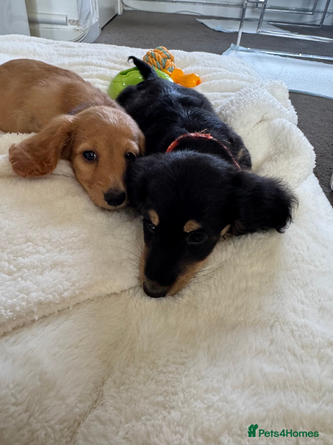 Miniature Dachshund dogs for sale: REDUCED!! Only one long hair miniature girl left!  in Sudbury - Image 26