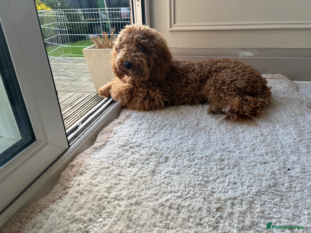Cockapoo dogs for sale: Two Cockapoo (9 month)  - Advert 22
