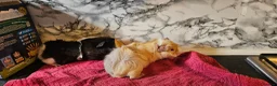 Guinea Pig rodents for sale: 2 pairs of brothers  - Advert 11