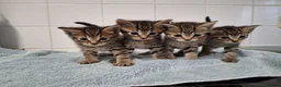 British Shorthair cats for sale: pure tabby kittens - Advert 20