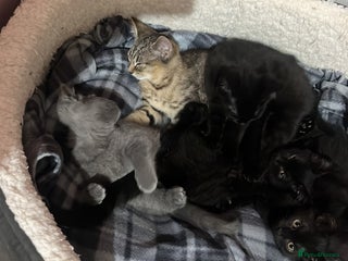 British Shorthair cats Kittens looking for home - Advert 1