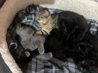 British Shorthair cats Kittens looking for home - Advert 18