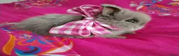 Lionhead rabbits for sale: Pure Breed Double Mained Lionhead - Advert 13