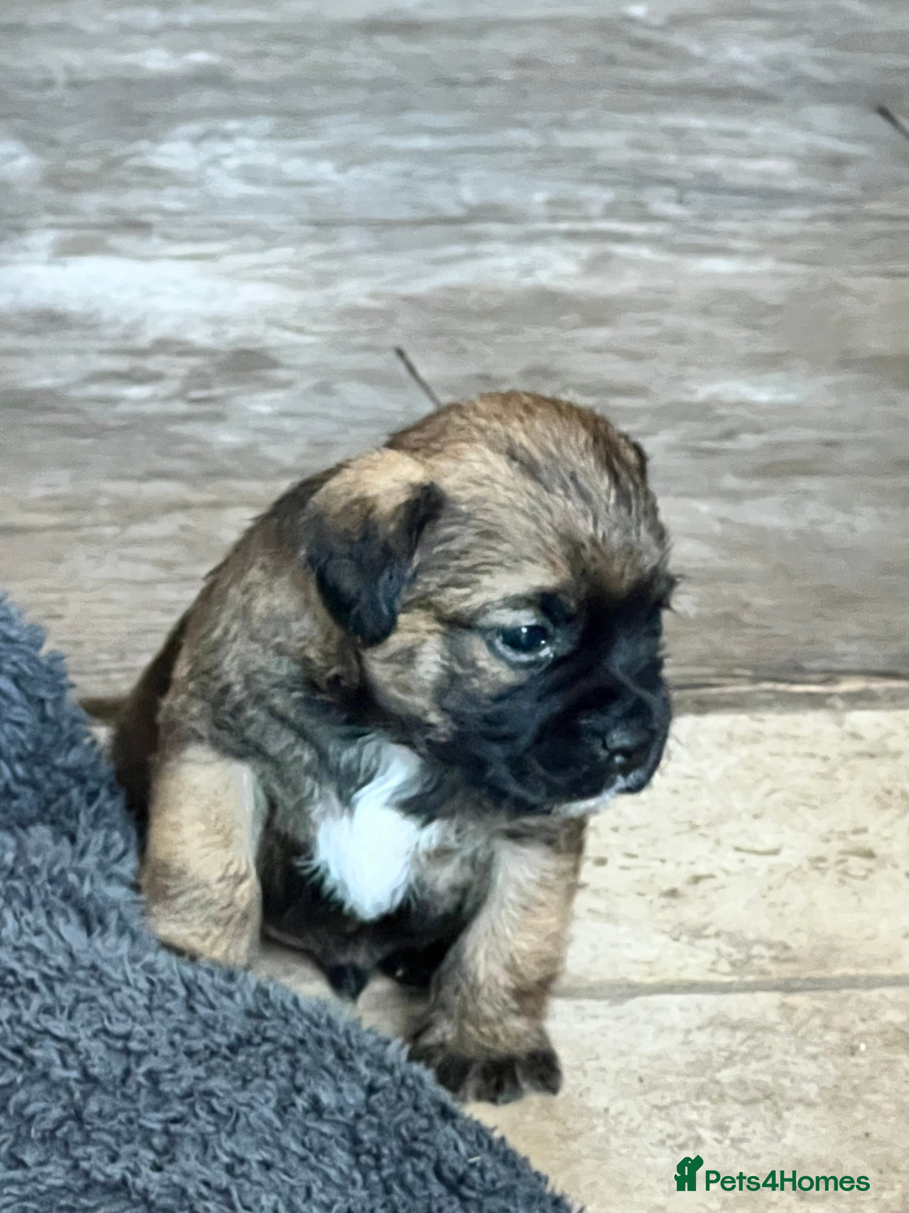 Border Terrier dogs Beautiful border terrier puppies  - Advert 4