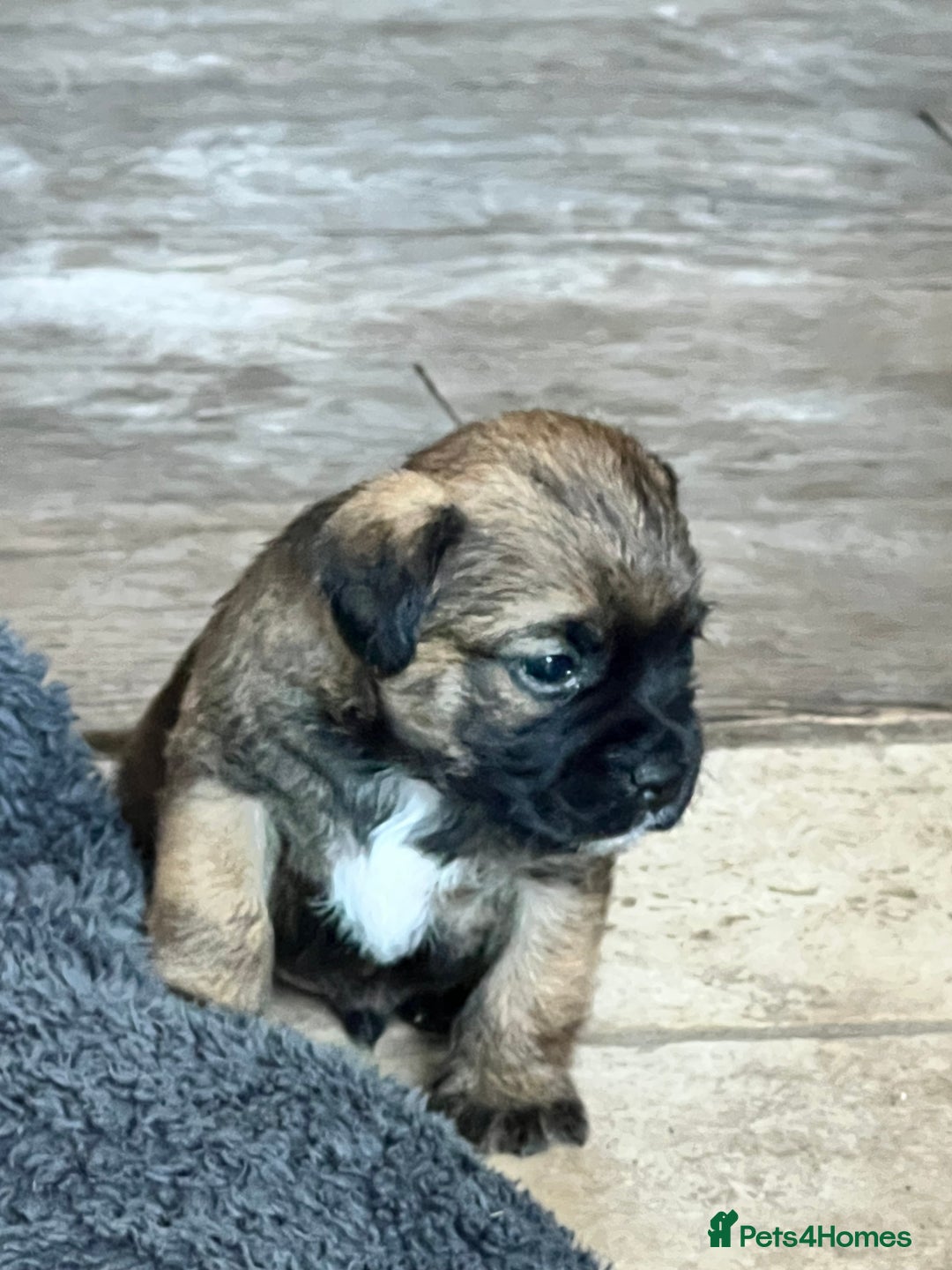 Border Terrier dogs for sale: Beautiful border terrier puppies  - Advert 1