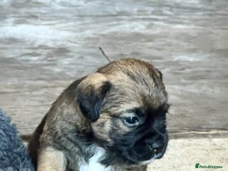 Border Terrier dogs Beautiful border terrier puppies - Advert 1