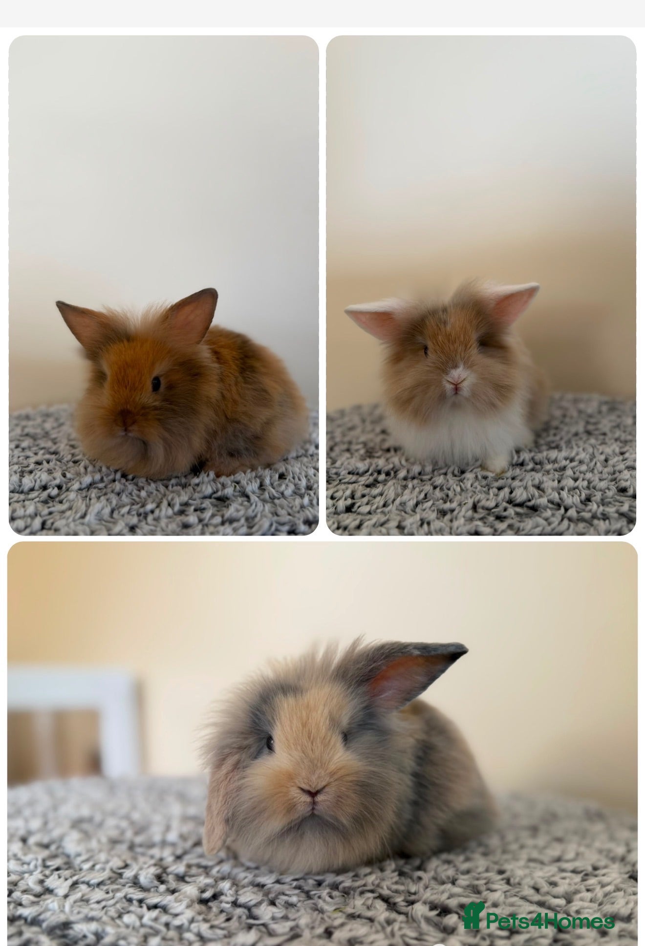 Mini Lion Lop rabbits Ready to leave 02/09/2026 - Advert 4