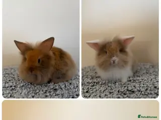 Mini Lion Lop rabbits Ready to leave 02/09/2026 - Advert 4