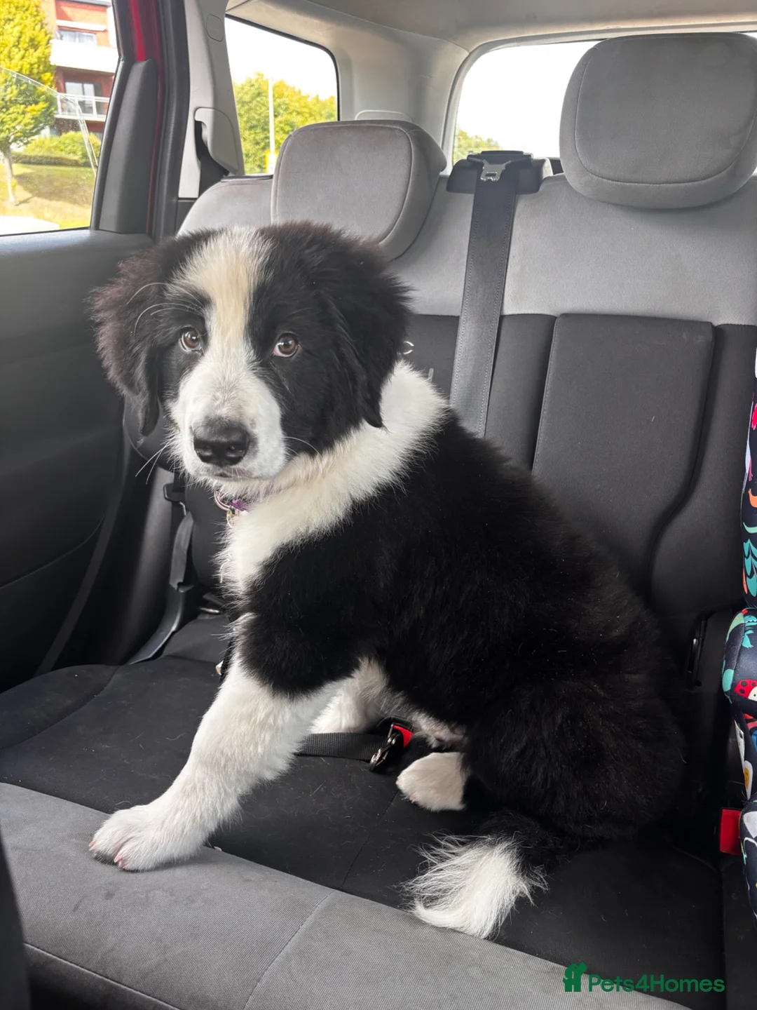 Mixed Breed dogs for sale: Reluctant Rehoming Of My Giant Bouncy Boy - Advert 6