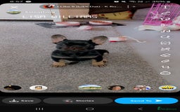 French Bulldog dogs for sale: Female french bulldog  - Image 2