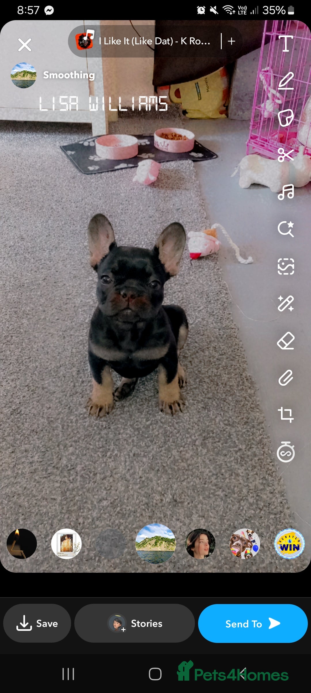 French Bulldog dogs for sale: Female french bulldog  - Image 2