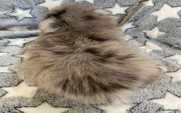 Pomeranian dogs for sale: Pomeranian puppies - Image 13