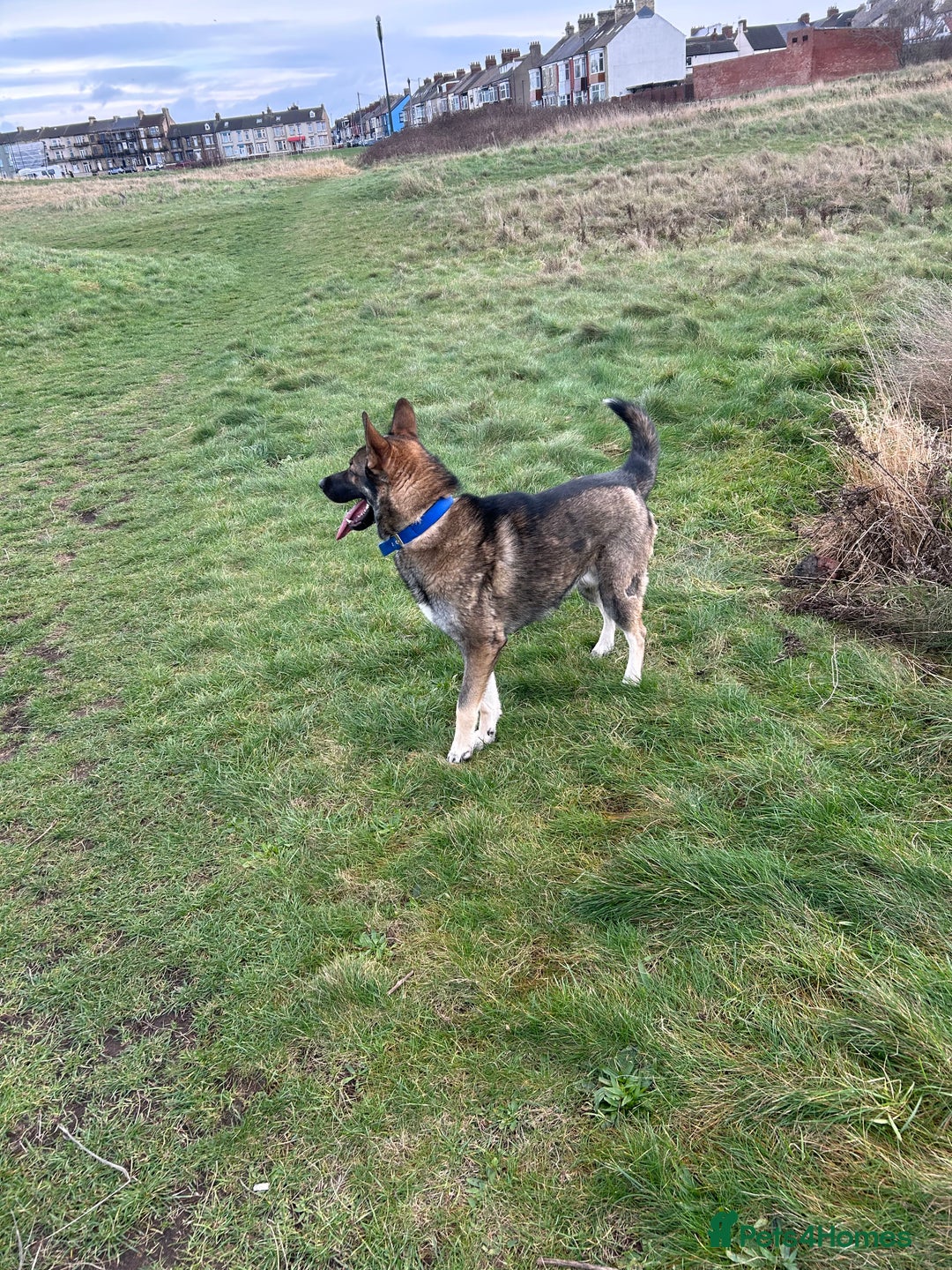 Shepsky dogs for adoption: Geberian shepsky male 15 month  - Advert 6