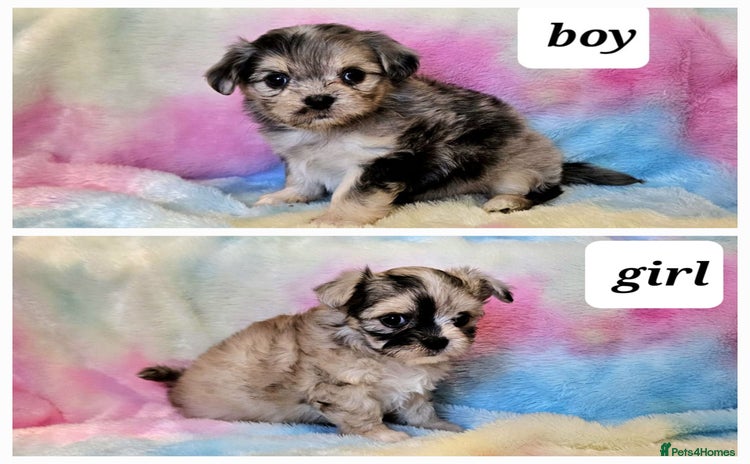 Chihuahua dogs - Advert 7
