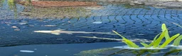 Koi Carp fish for sale: Koi,shebunken and goldfish for sale in March - Advert 1