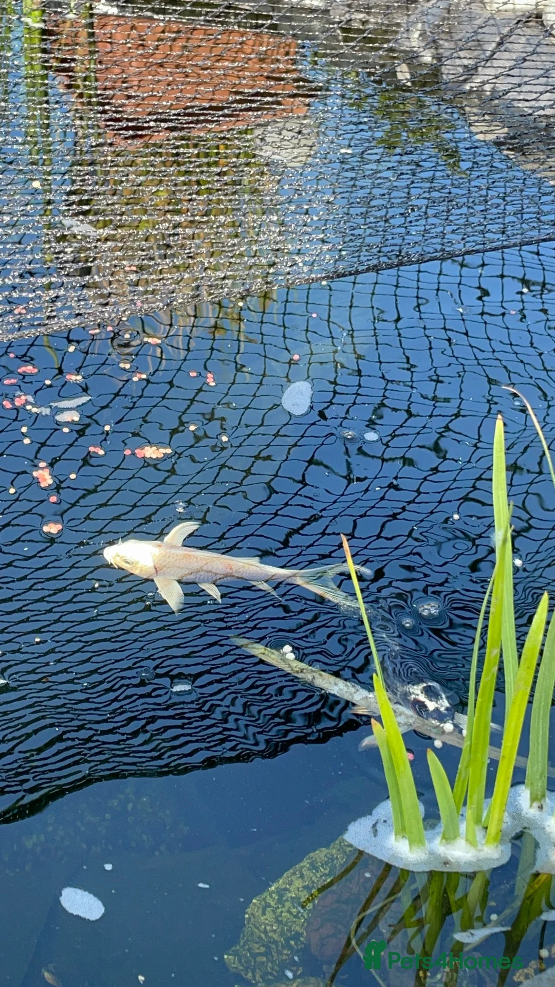 Koi Carp fish for sale: Koi,shebunken and goldfish for sale in March - Advert 1