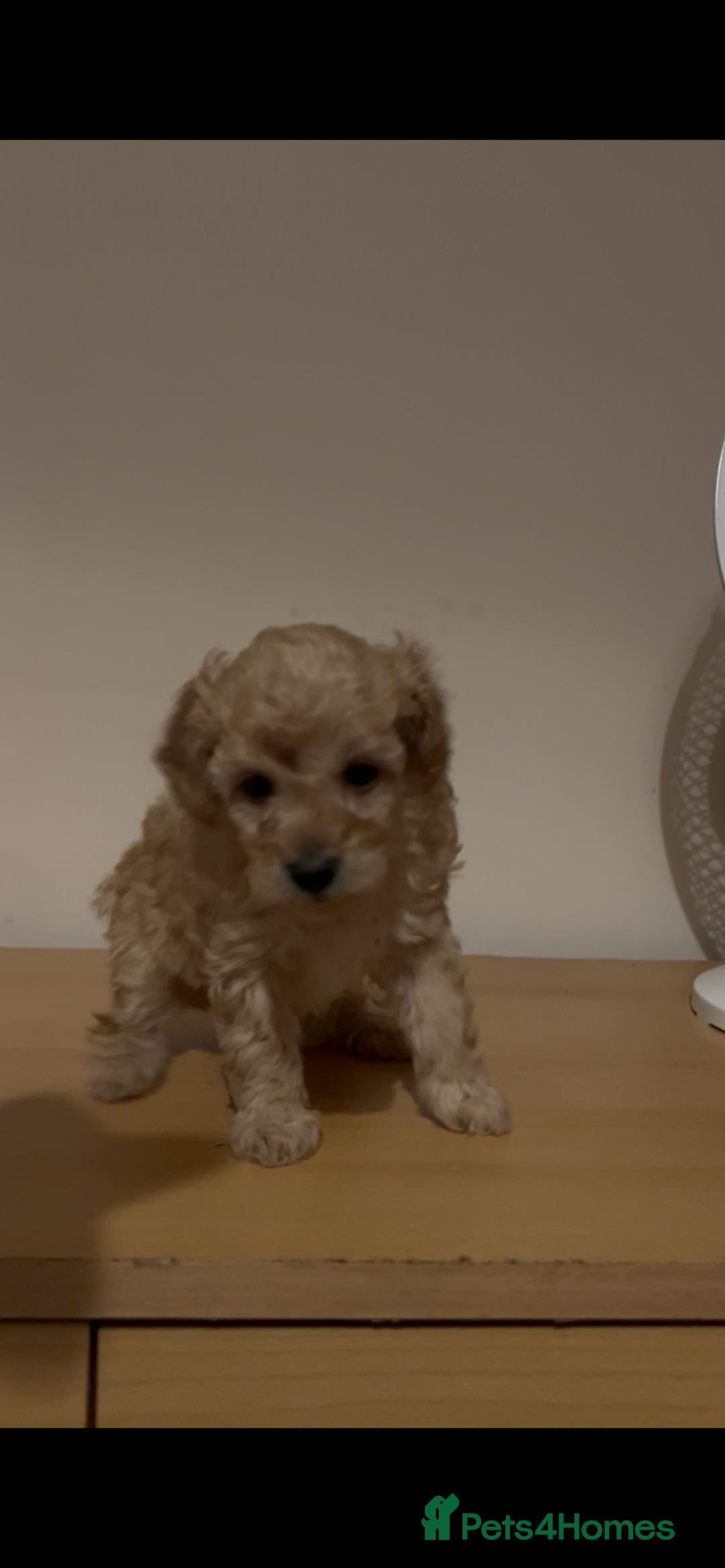 Toy Poodle dogs for sale: kc toy poodles by fully health tested parents - Advert 10
