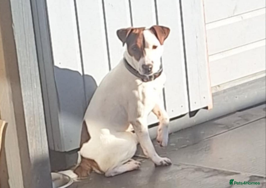 Jack Russell dogs for stud: Stunning Jack Russell Stud - Image 4