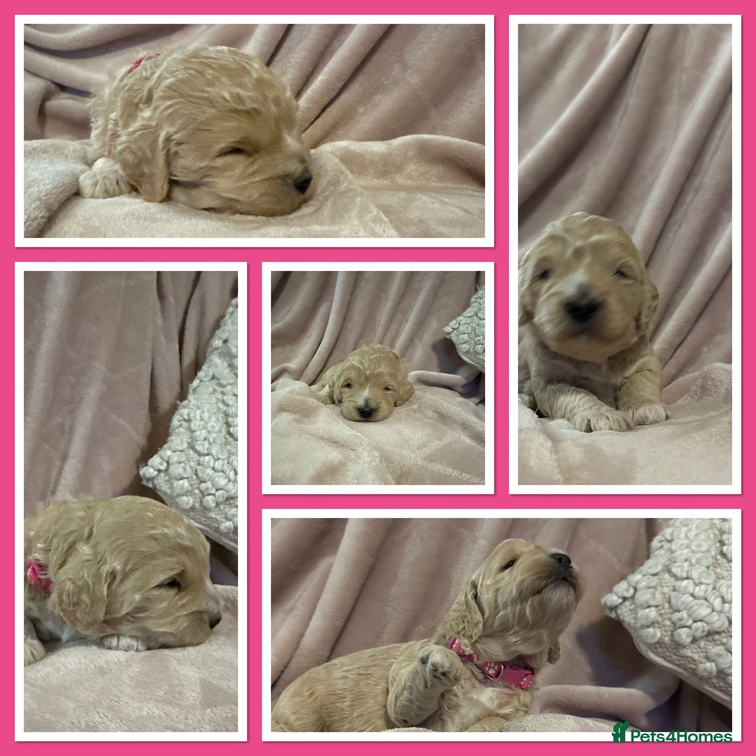 Goldendoodle dogs for sale: Beautiful Mini F1b goldendoodles family raised  - Advert 7