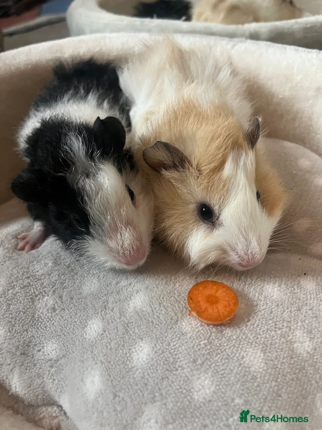 Guinea Pig rodents for sale: Fancy Guinea Pigs  - Advert 2