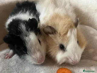 Guinea Pig rodents Fancy Guinea Pigs - Advert 2