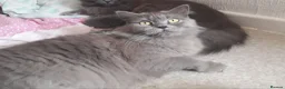 Mixed Breed cats for sale: TWO MALE KITTENS AVAILABLE READY TO LEAVE NOW - Advert 6