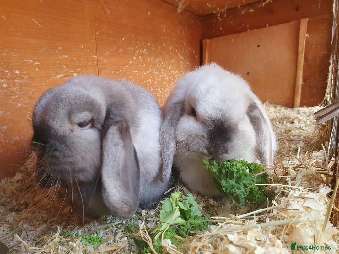 Mini Lop rabbits for sale: Spayed and neutered rabbits for adoption  - Advert 10