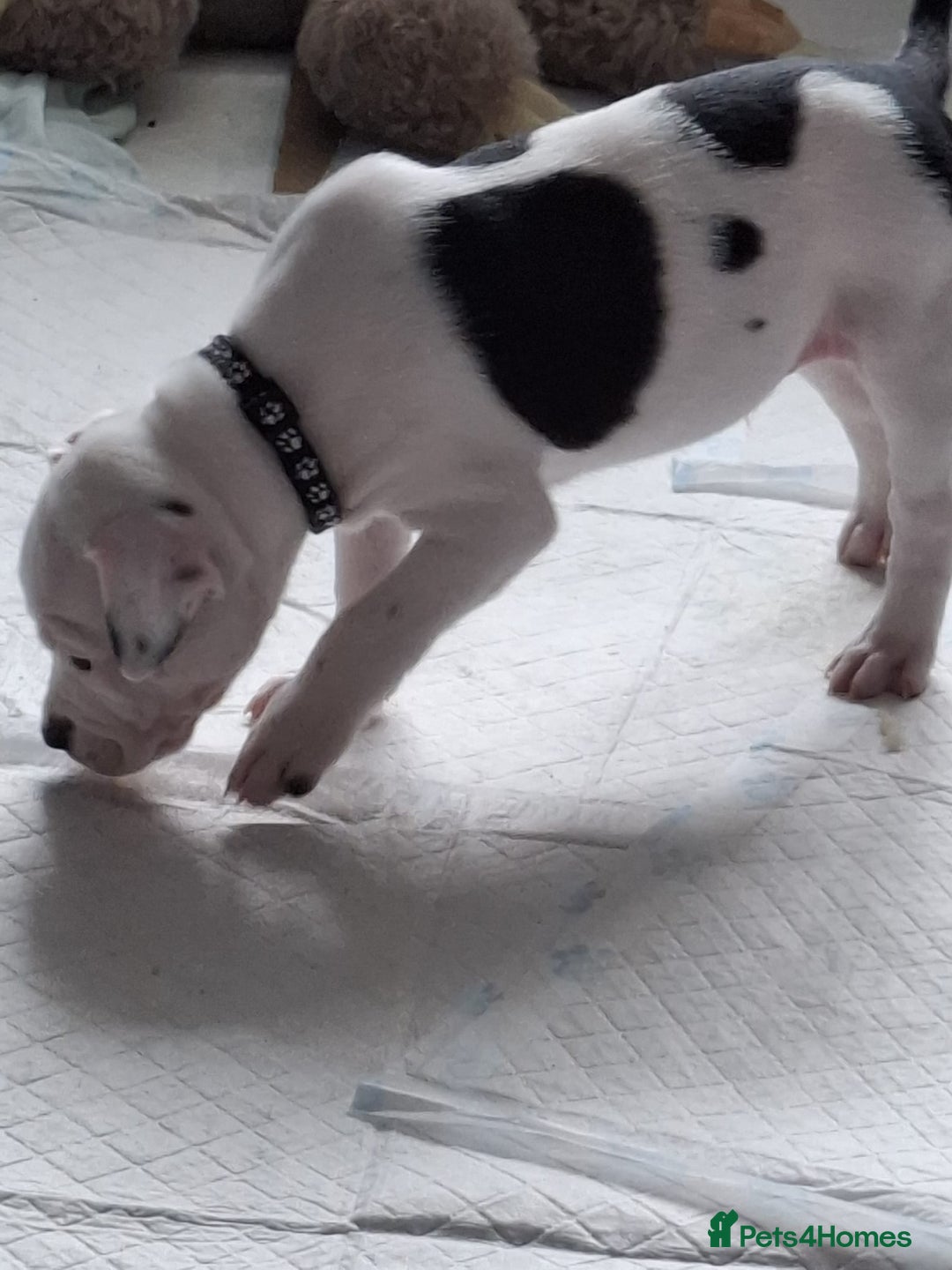 Staffordshire Bull Terrier dogs for sale: Male pup 4 sale  - Image 2