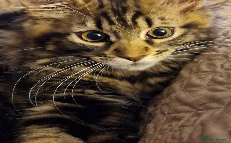 Maine Coon cats - Advert 3