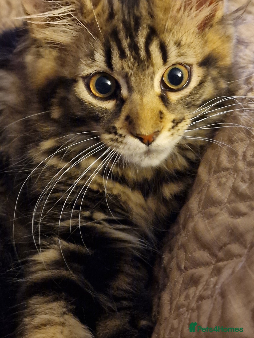 Maine Coon cats for sale: MAINE COONE KITTENS BOY CHAMPION BLOODLINE - Image 1