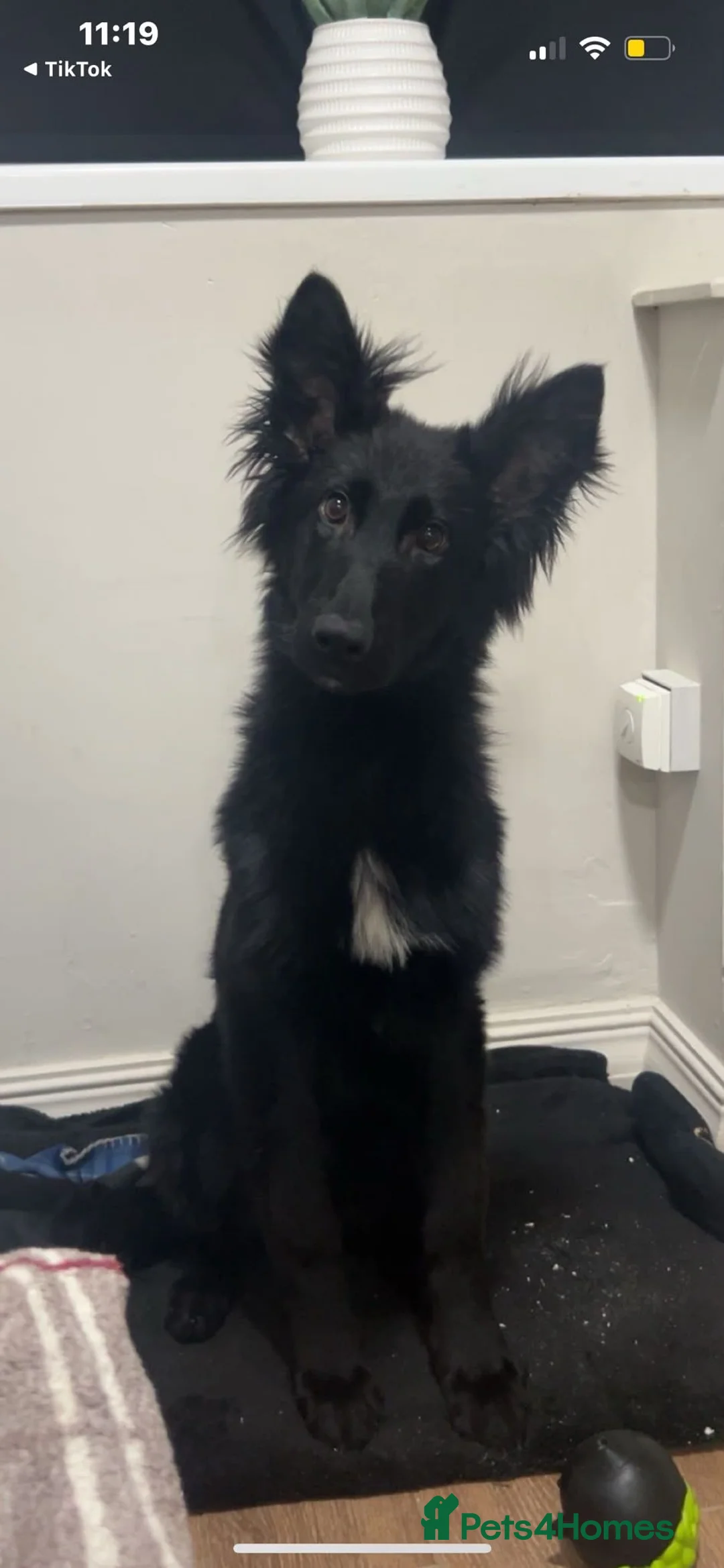 German Shepherd dogs for sale: Black German Shepard 1 year old  in Littleborough - Advert 2