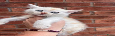 Maine Coon 1