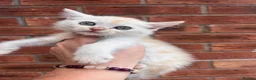 Maine Coon cats for sale: Maine coon x  - Advert 2