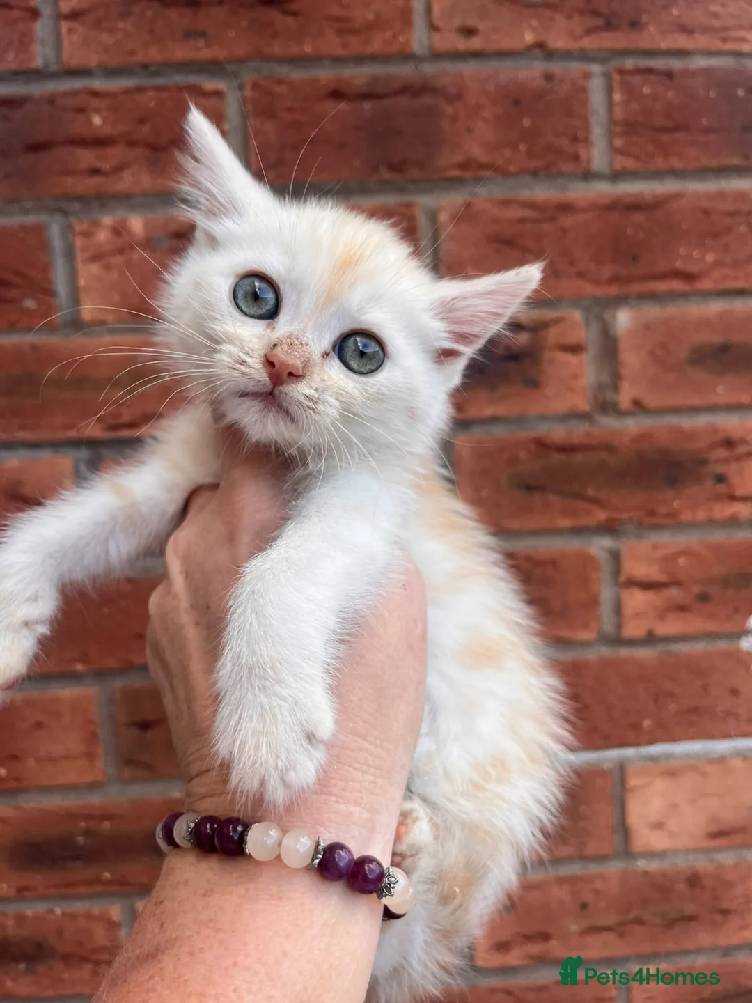 Maine Coon cats for sale: Maine coon x  - Advert 2