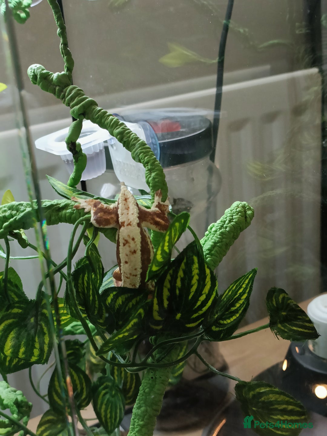 Gecko reptiles for sale: 2 Crested Geckos  - Image 4