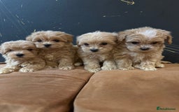 Maltipoo dogs for sale: Gourgeous toy maltipoo puppies❤️ - Image 13