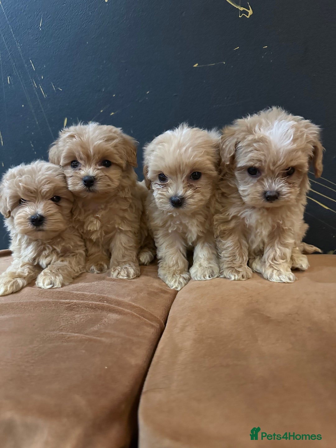 Maltipoo dogs for sale: Gourgeous toy maltipoo puppies❤️ - Image 13