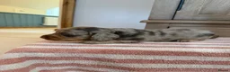 Miniature Dachshund dogs for sale: KC Long Haired Miniature Dachshund Puppies - Advert 5