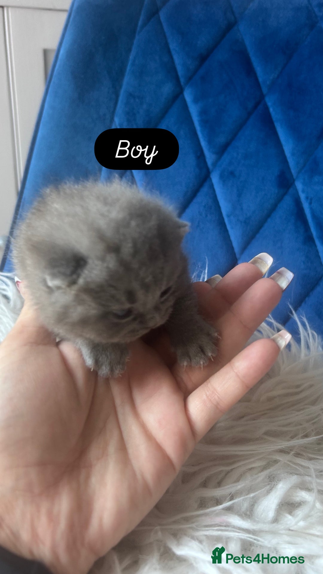 British Shorthair cats for sale: 🧸✨6 Chunky British Shorthair Kittens For Sale✨🧸 - Advert 18