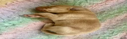 Labrador Retriever dogs for sale: Labrador puppies KC health tested parents  - Advert 9