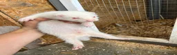Ferret rodents for sale: Ferrets hobs and jills  in Derby - Advert 3