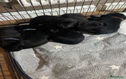 Labrador Retriever dogs for sale: Black Labrador puppies - Image 4