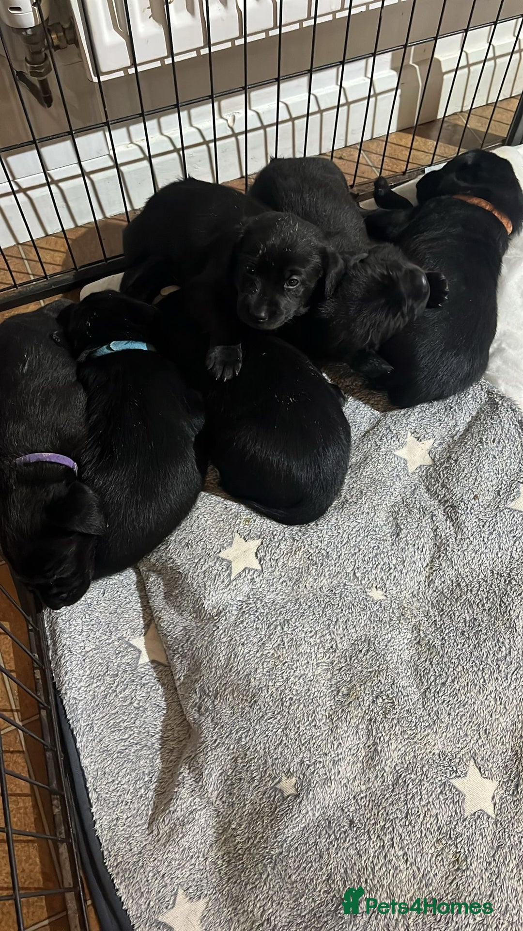 Labrador Retriever dogs for sale: Black Labrador puppies - Image 4
