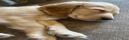 Cocker Spaniel dogs for sale: Female cocker spaniel  in Ipswich - Advert 12