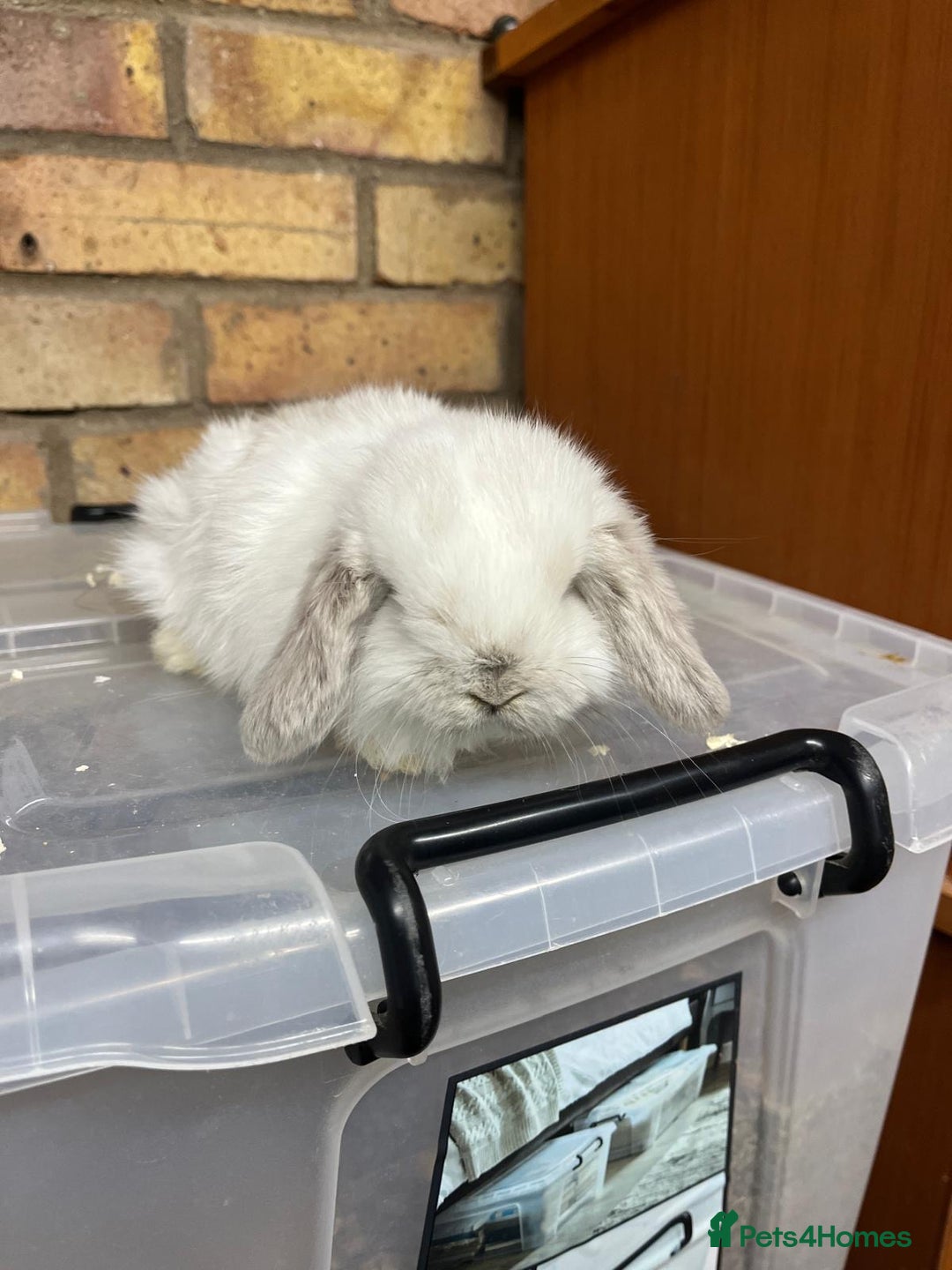 Mini Lop rabbits for sale: Beautiful baby pure bred mini lops  - Advert 5