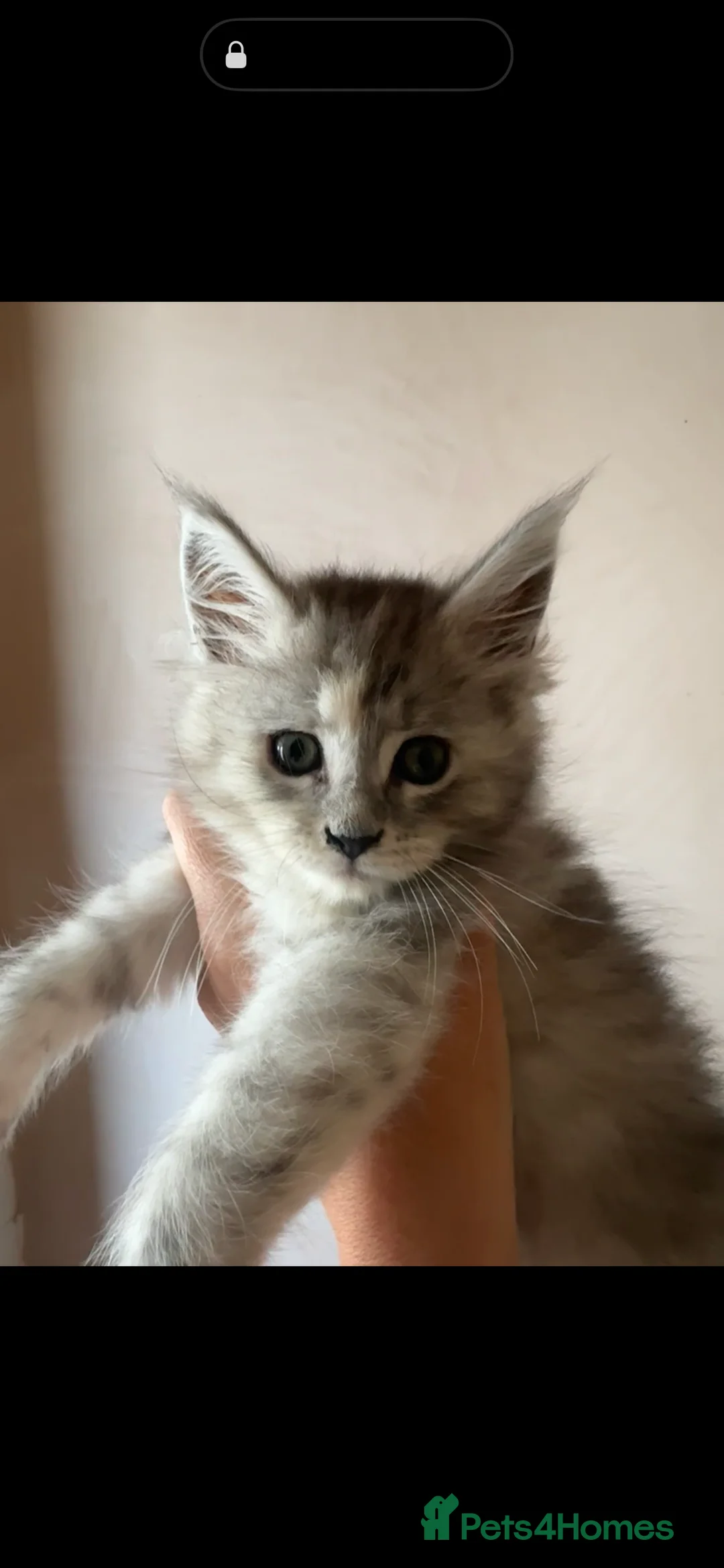 Maine Coon cats for sale: Beautiful Maine Coons in Stafford - Advert 2