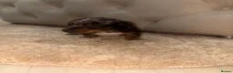 Miniature Dachshund dogs for sale: ✨ KC Lines | Miniature Dachshund Puppies✨ - Advert 9